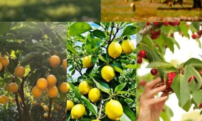 fruit trees