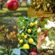 fruit trees